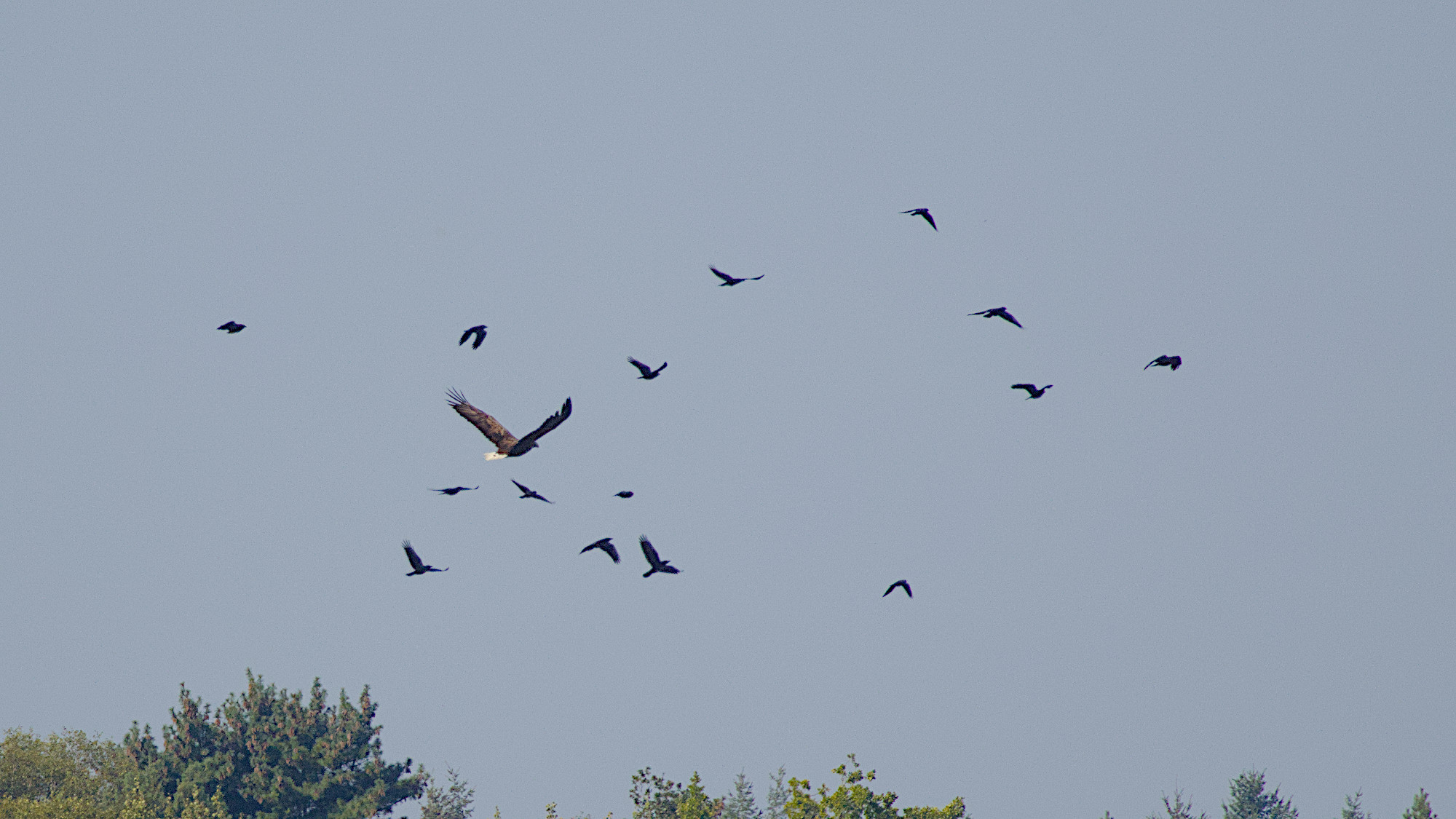 Seeadler wird von 15 Krähen vertrieben